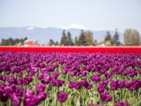 Here’s When To Visit The Skagit Valley Tulip Festival For Peak Bloom