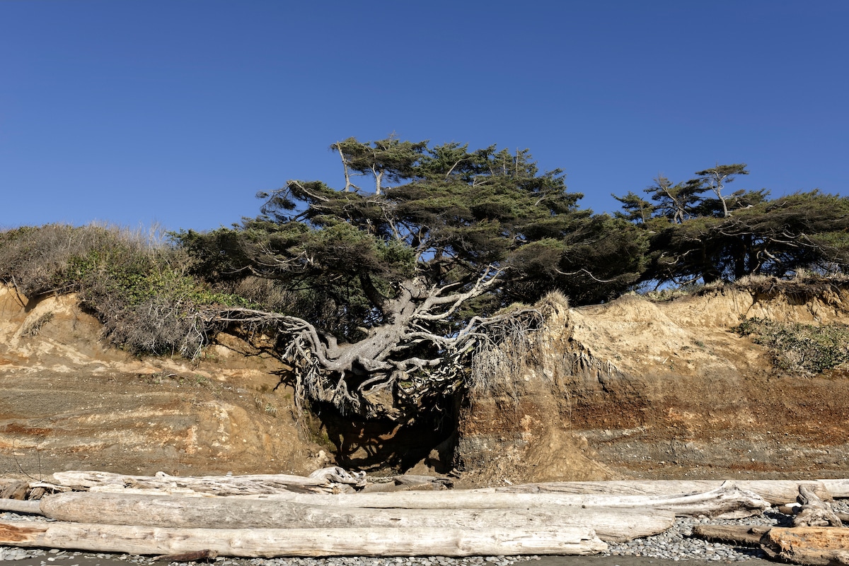 tree root cave or tree of life at kalaloch beach in washington