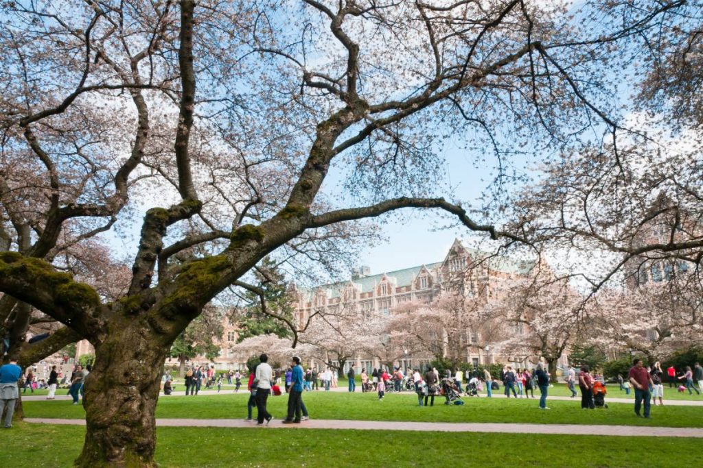 cherry blossoms at university of washington spring