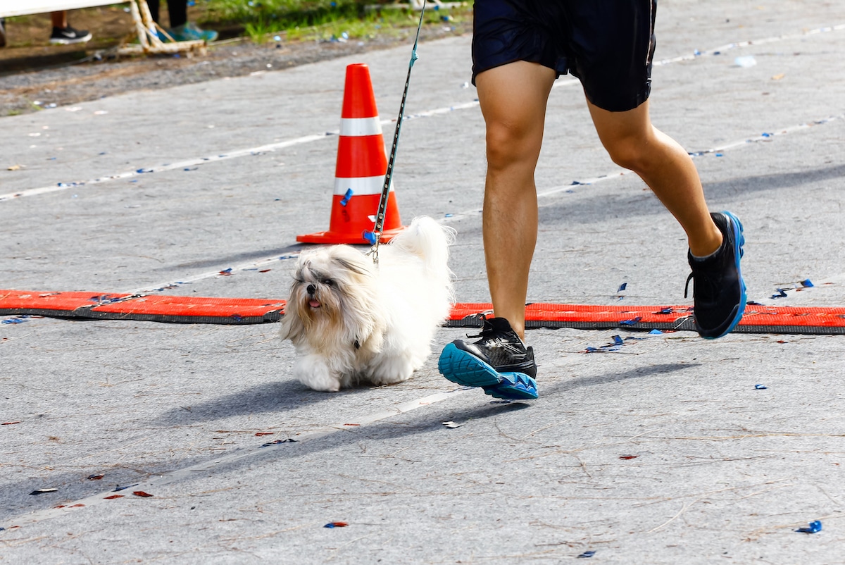 dog running marathon