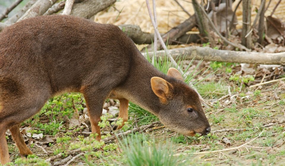 You Can Meet The New Baby Pudu At The Woodland Park Zoo