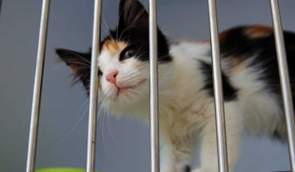Seattle Animal Shelter Celebrates 50th Anniversary With Reduced Adoption Fees