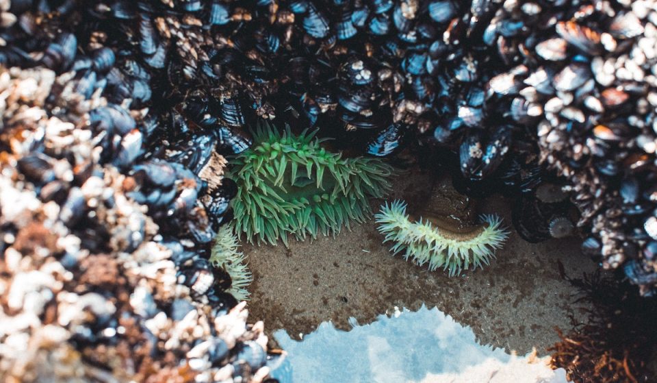 5 Beaches Where You Can Explore Tide Pools In Seattle