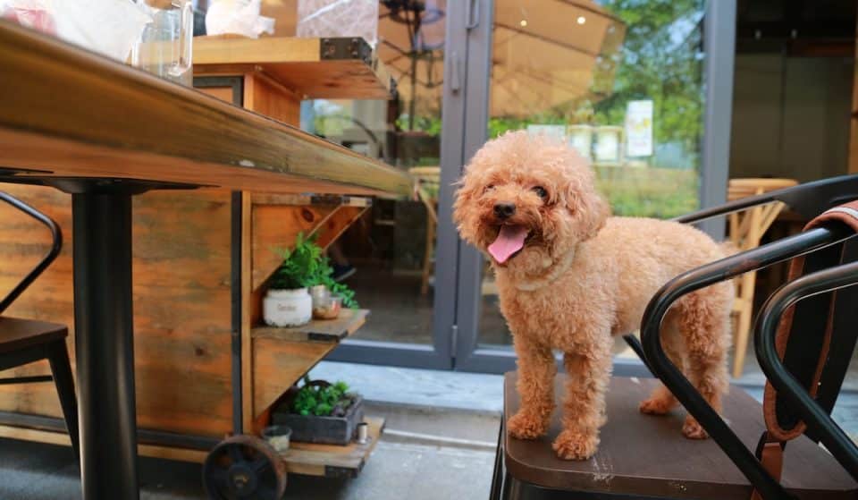 Our Favorite Dog-Friendly Restaurants In Seattle (Plus Bars And Breweries Too!)