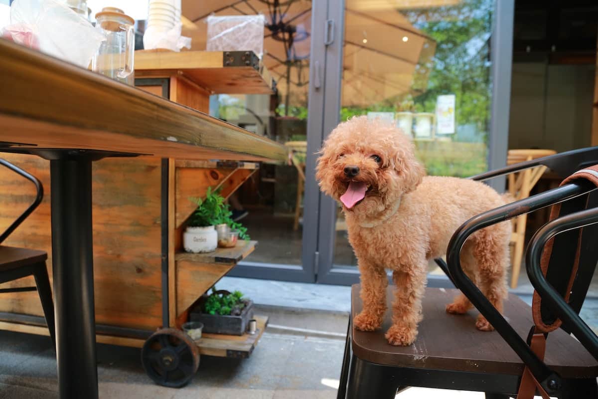 dog-friendly restaurant in seattle