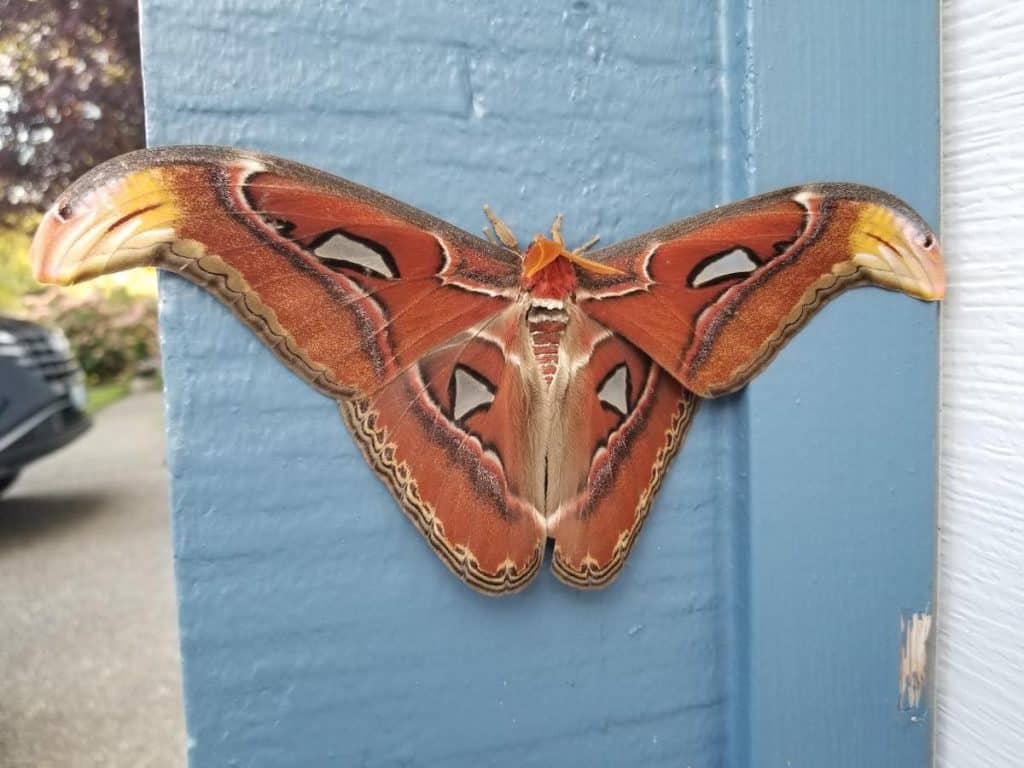 The World’s Largest Moth Found In Bellevue, Sparks Public Search
