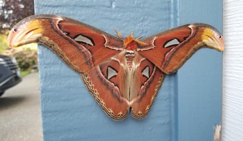 The World’s Largest Moth Found In Bellevue, Sparks Public Search