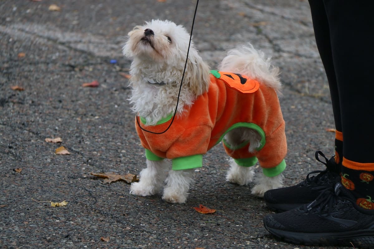 Seattle Seahawks Dog Jersey - Pink - Pet Costume Center