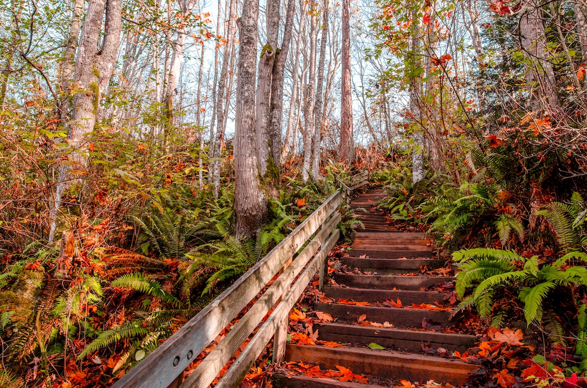 The Top 10 Places To See Fall Foliage In Seattle Secret Seattle