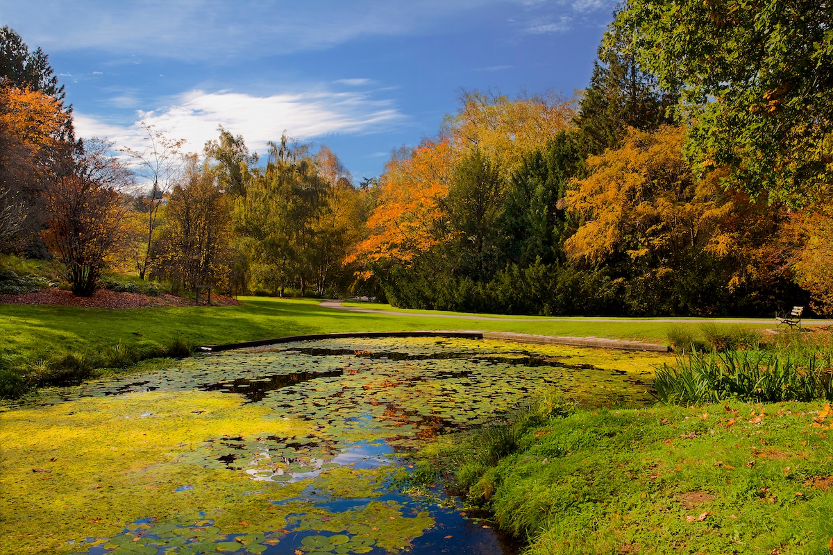 The Top 10 Places To See Fall Foliage In Seattle Secret Seattle