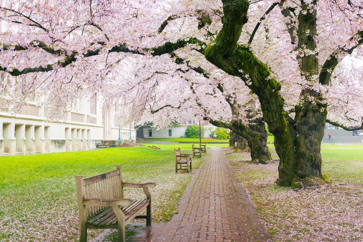 university of washington cherry blossoms