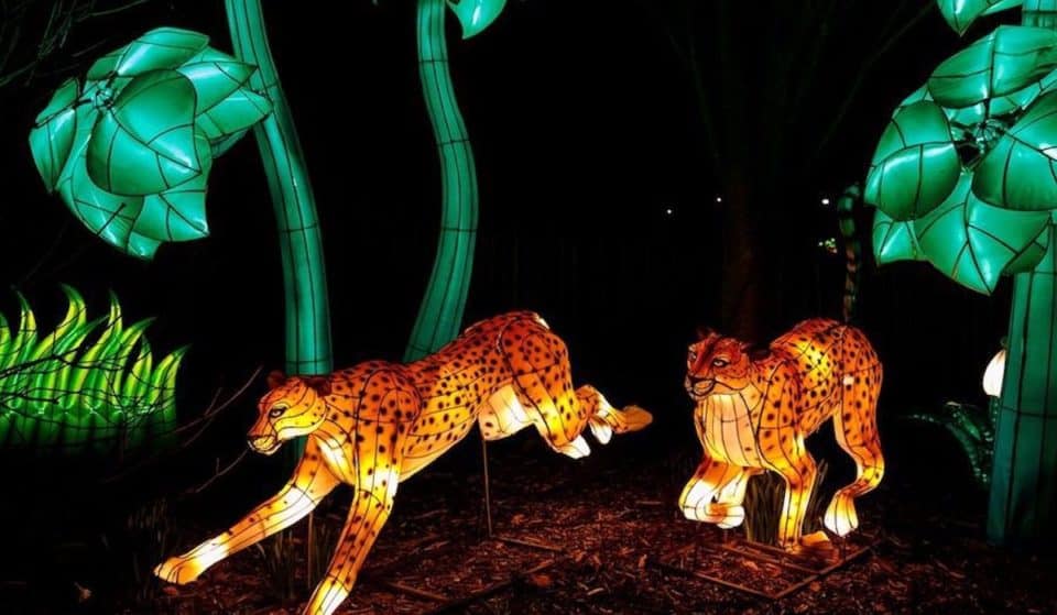 WildLanterns At Woodland Park Zoo Will Light Up Your Winter