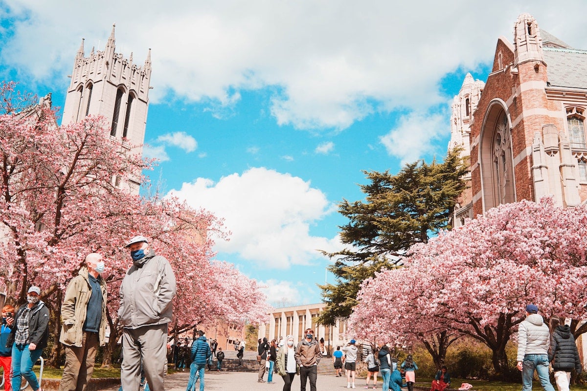 cherry blossoms at university of washington