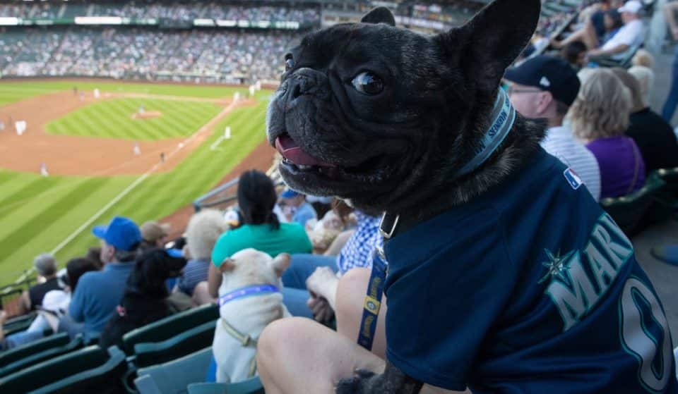 Take Your Dog To A Ball Game This Summer At The Mariners’ Bark At The Park