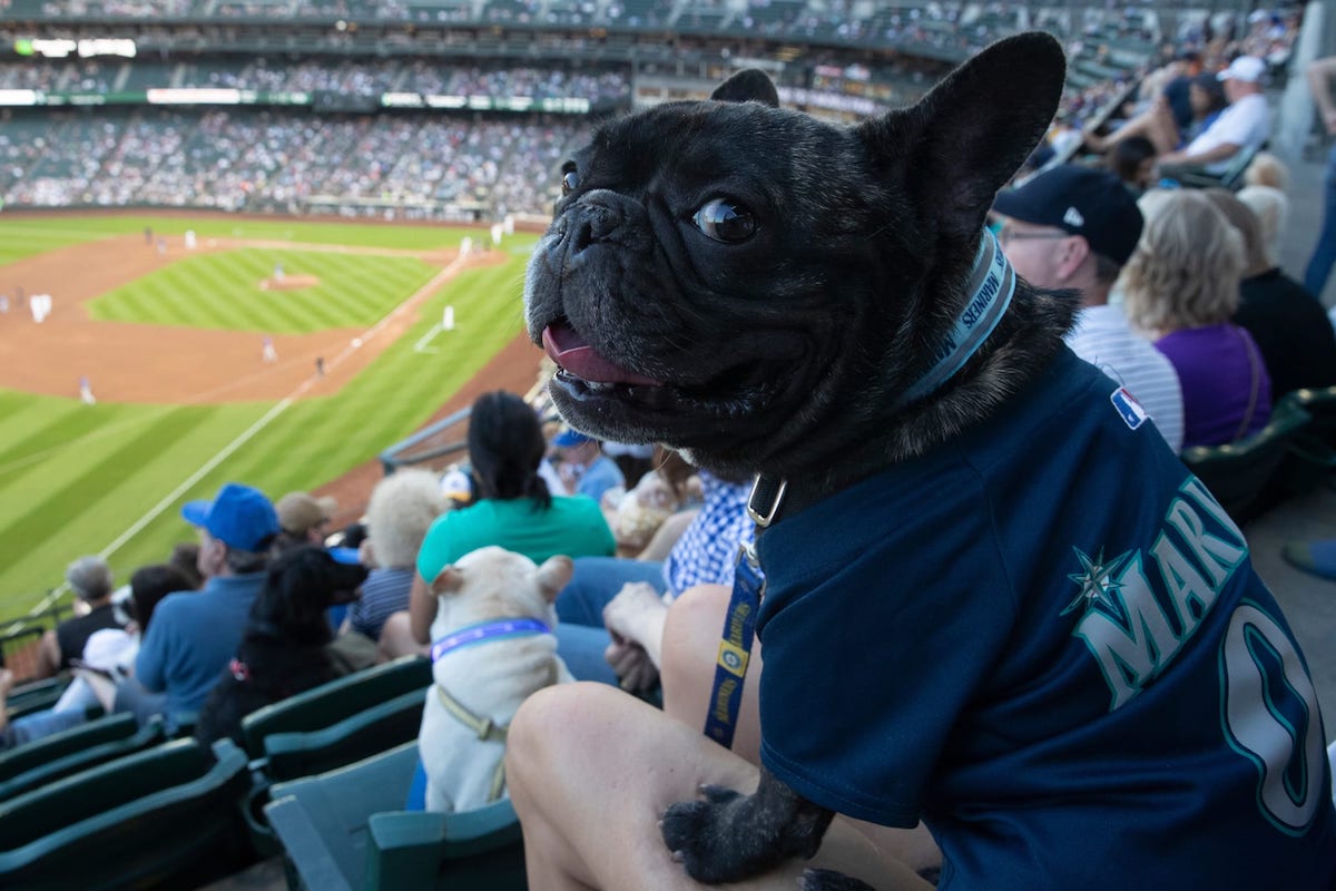 bark at the park mariners seattle